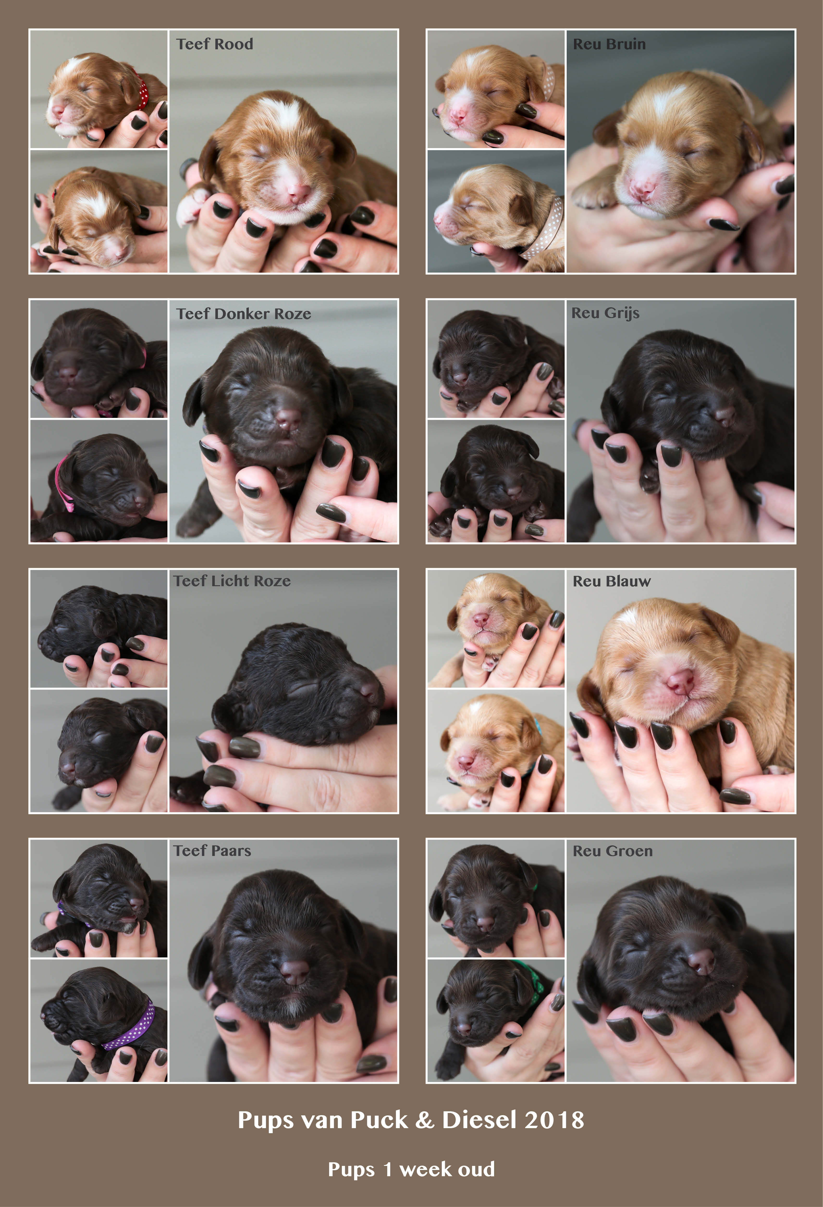 De Grippen Australian Labradoodle - Nest Puck & Diesel